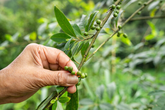 Wild herbs picked in summer - Litsea cubeba fruit