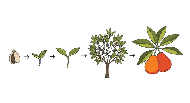 Vector illustration showing the growth cycle of a tangelo tree from seed to seedling, flowering tree with white blossoms, and the final stage of mature ripe orange citrus fruit.