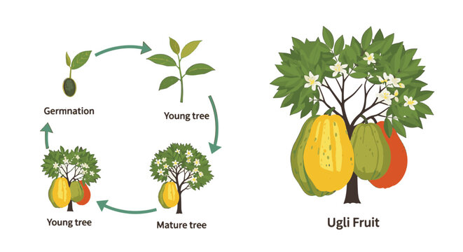 Vector illustration showing the biological growth cycle of the Ugli fruit tree from seed germination and sapling stages to a mature, fruit-bearing tree with blossoms.