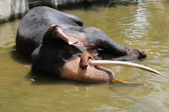 Royal Tusker Sinha Raja Bathing at Athgala in Kandy, Sri Lanka