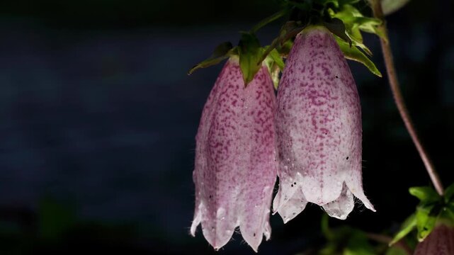 Tokyo, Japan - June 26, 2026: Closeup of Campanula punctata or Japanese bellflower