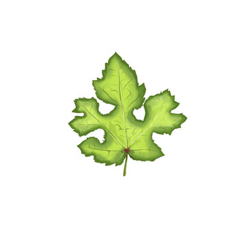 illustration of Pulutan leaves (Urena lobata) from close up
