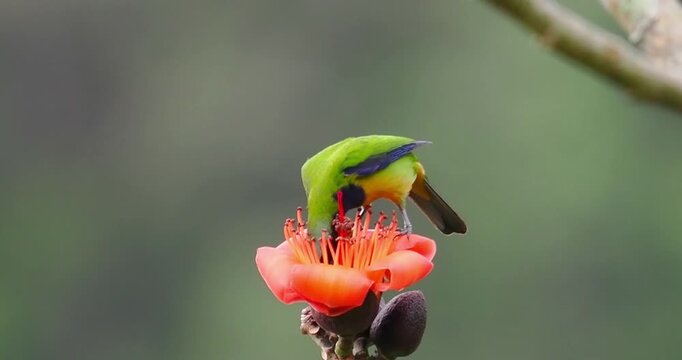 Vibrant colorful tropical bird perching and feeding on sweet nectar of blooming red flower in nature