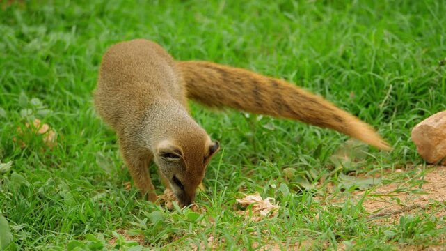 Small brown mongoose eating food on green grassy field