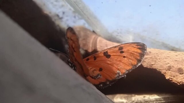 The Tawny Coster butterfly (Acraea terpsicore) flaps its wings.
