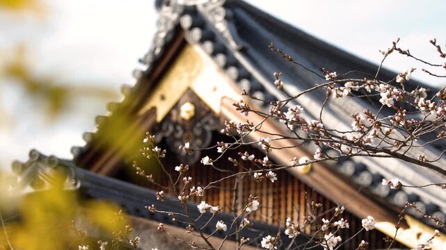 Traditional Japanese Temple Roof with Cherry Blossoms in Kyoto