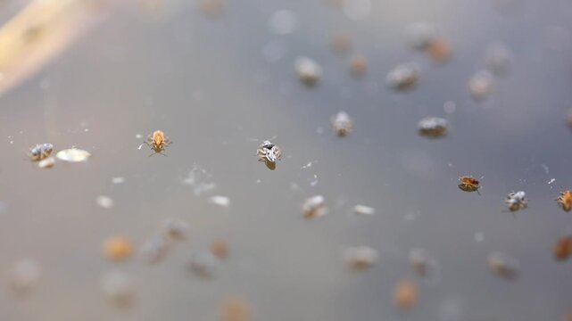 Aquatic Larvae Floating in Shallow Water Breeding Habitat 180fps Captured in Cinematic High Detail Footage