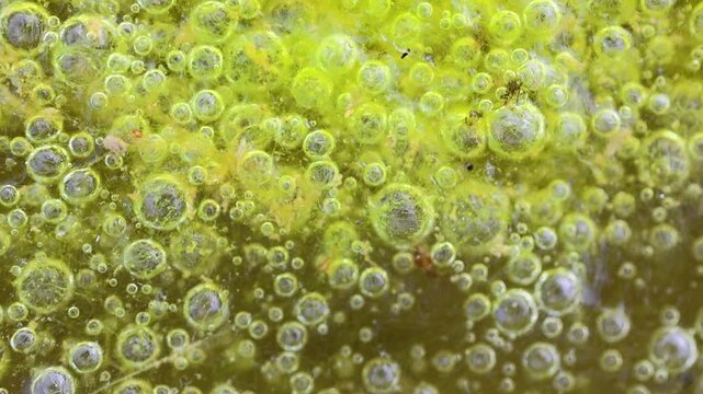 algae bubbles Rising in Clear Green Liquid with Soft Focus Background 180fps Captured in Cinematic High Detail Footage
