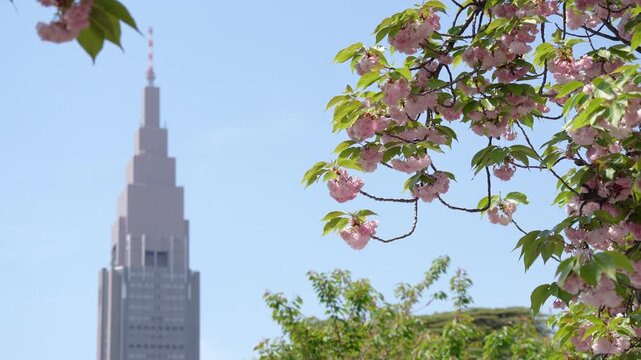 Spring landscape of NTT Docomo Yoyogi Building (Docomo Tower) soaring beyond blooming double cherry blossoms