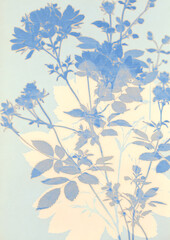 Fototapeta premium blue plants and flower