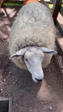 A white sheep lying down, resting on the farm.