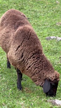 A brown sheep eating grass, grazing in the green field.