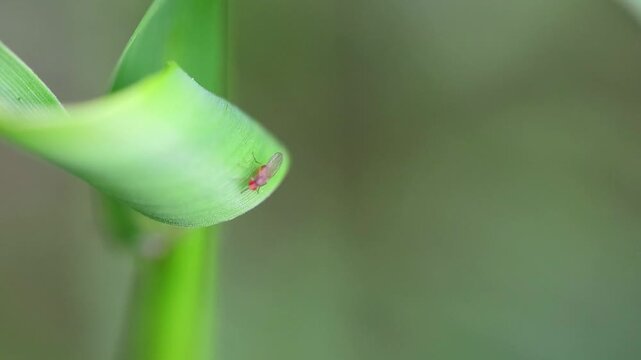 Rice Gall Midge (Orseolia oryzae) Close-up of Rice Gall Midge Infestation on Rice Plant Stem with 180fps Captured in Cinematic High Detail Footage