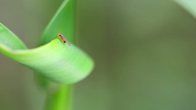 Rice Gall Midge (Orseolia oryzae) Close-up of Rice Gall Midge on Green Plant Leaf in Natural Habitat 180fps Captured in Cinematic High Detail Footage