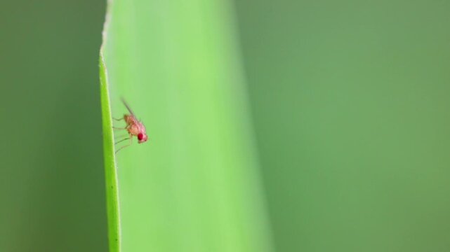 Rice Gall Midge (Orseolia oryzae) Close-up of Rice Gall Midge on Green Rice Leaf in Natural Habitat 180fps Captured in Cinematic High Detail Footage