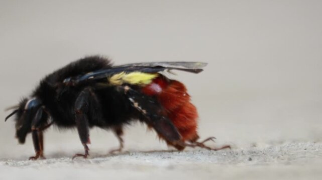 Bumblebee insect resting on fresh green leaf in beautiful organic botanical garden during vibrant spring season in 4K Ultra HD footage.
