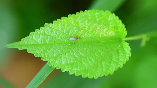 Rice Gall Midge (Orseolia oryzae) Close-up of a healthy green rice leaf showing intricate textures 180fps Captured in Cinematic High Detail Footage