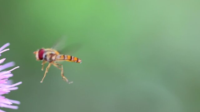 House Fly Sitting on Leaf Surface in Garden Macro 180fps Captured in Cinematic High Detail Footage