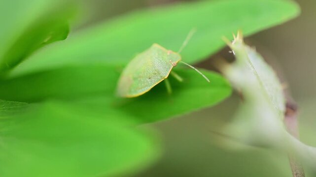 Southern Green Stink Bug (Nezara viridula) close-up on vibrant green leaf in natural habitat 180fps Captured in Cinematic High Detail Footage