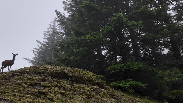 4K footage of a curious deer pausing in a dense forest on Saddle Mountain in Oregon's Coast Range, USA, before calmly returning to graze in misty Pacific Northwest woodland.