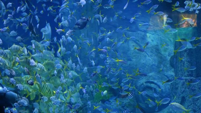 Colorful exotic tropical fish swim underwater at the coral reef in the aquarium