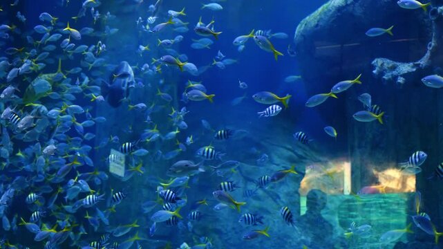 Colorful exotic tropical fish swim underwater in the aquarium