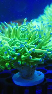 Vibrant corals glow under colorful aquarium lighting. Soft textures and vivid hues fill the underwater scene.