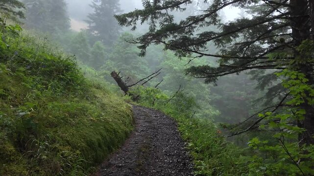 4K smooth action camera hiking footage along a dense forest trail on Saddle Mountain in Oregon's Coast Range, Pacific Northwest, USA. Ideal for nature, adventure, travel and background b-roll