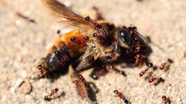 Macro View Of Ants Eating Dead Honey Bee 180fps Captured in Cinematic High Detail Footage