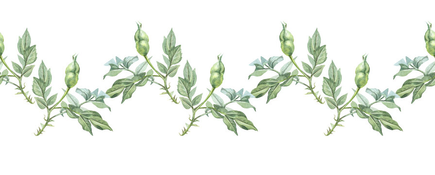 Seamless border with watercolor green grass and leaves on white background. Hand-drawn branch with bud. Wallpaper for invite card wedding celebration and sticker. Rim for botanical wrapping