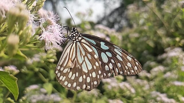 Blue Tiger Butterfly Feeding on Wildflowers in Natural Habitat, Butterfly Macro Close Up, Pollination, Tropical Wildlife, Garden Butterfly, Slow Motion Cinematic Nature Footage