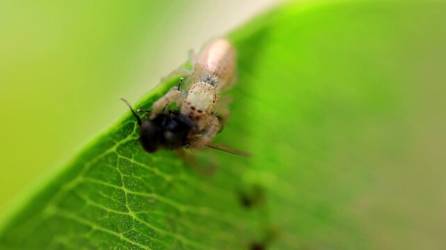 Jumping spider hunt a house fly180fps Captured in Cinematic High Detail Footage