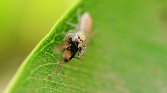 Jumping spider hunt a house fly 180fps Captured in Cinematic High Detail Footage