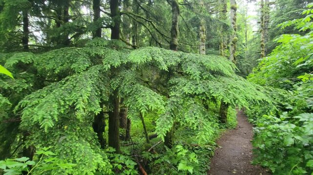 4K smooth action camera hiking footage along a dense forest trail on Saddle Mountain in Oregon's Coast Range, Pacific Northwest, USA. Ideal for nature, adventure, travel and background b-roll