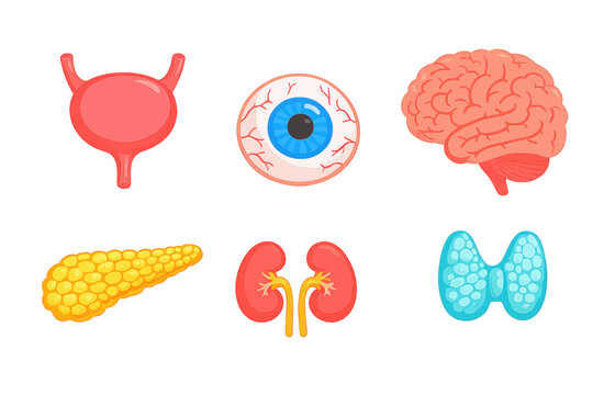 Set of human internal organs and anatomical structures featuring a brain eye kidneys pancreas bladder and thyroid gland in a flat vector illustration style