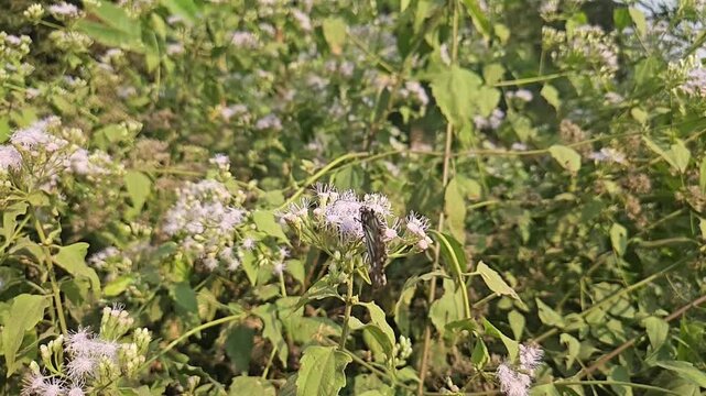 Blue Tiger Butterfly Feeding on Wildflowers in Natural Habitat, Butterfly Macro Close Up, Pollination, Tropical Wildlife, Garden Butterfly, Slow Motion Cinematic Nature Footage