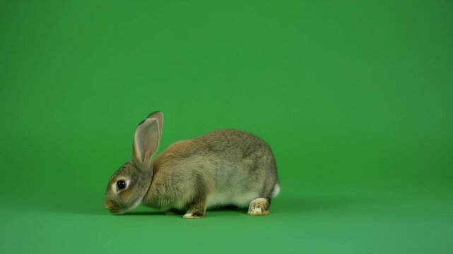 A small brown and grey rabbit sits calmly on a vibrant green screen background in a studio setting.