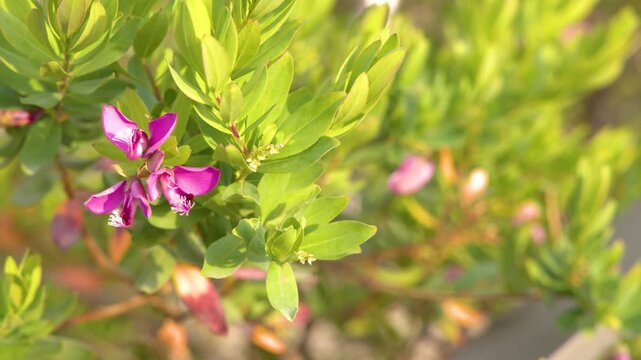 Close Up of Pink Polygala Myrtifolia Flowers Swaying in Sunlight