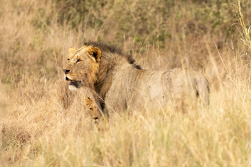 Fototapeta premium Male African lion with his cub in Amboseli National Park in Kenya Africa