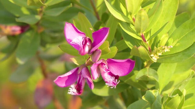 Close Up of Pink Polygala Myrtifolia Flowers in Bright Sunlight