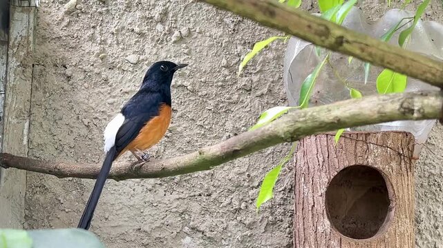 A vibrant White-rumped Shama (Copsychus malabaricus) perched on a natural tree branch inside an aviary, displaying its glossy blackish-blue upperparts, rich orange underparts, and long elegant tail.