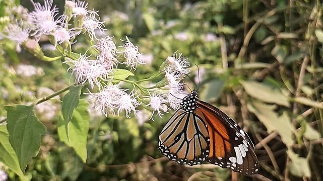 Macro Close Up of Plain Tiger Butterfly Pollinating White Wildflowers, Butterfly Wings, Nectar Feeding, Tropical Wildlife, Nature Documentary, Cinematic Footage