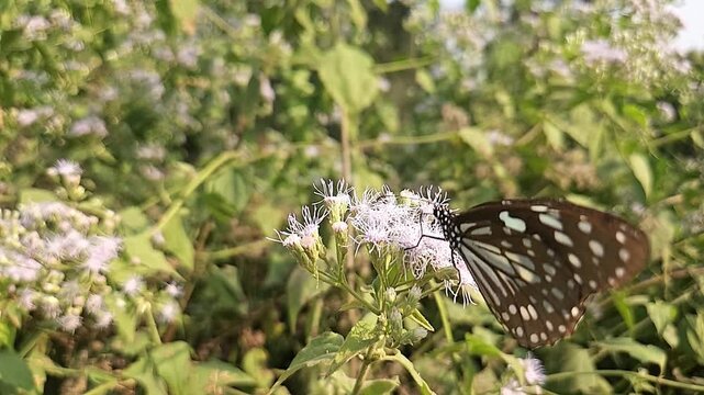 Blue Tiger Butterfly Feeding on Wildflowers in Natural Habitat, Butterfly Macro Close Up, Pollination, Tropical Wildlife, Garden Butterfly, Slow Motion Cinematic Nature Footage