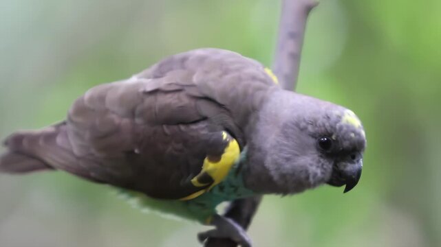 Close-up of a colorful bird with yellow markings perched on a branch