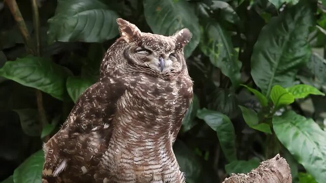 Close-up of a majestic spotted eagle-owl perched serenely amidst lush green foliage