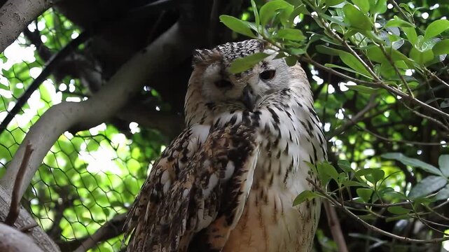 Close-up of a majestic eagle owl perched among green leaves and branches