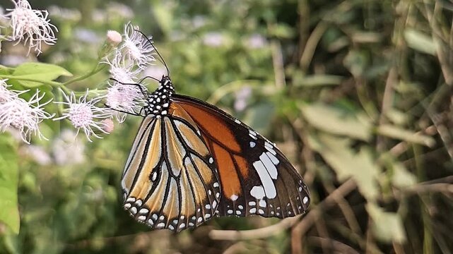 Macro Close Up of Plain Tiger Butterfly Pollinating White Wildflowers, Butterfly Wings, Nectar Feeding, Tropical Wildlife, Nature Documentary, Cinematic Footage