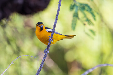 01614-00606 Bullock's Oriole (Icterus bullockii) male on Octillio (Fouquieria splendens) plant Pima Co. AZ © Daybreak Imagery