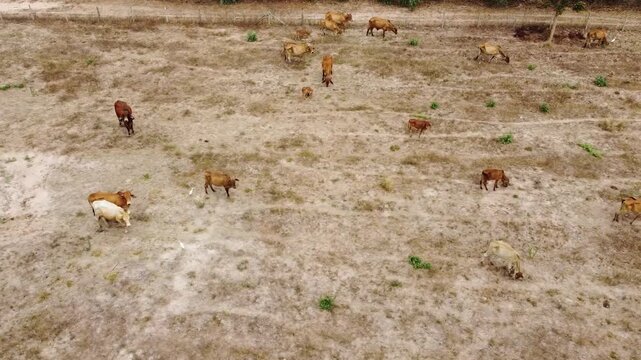 Aerial drone footage of free-range cows grazing across a lush rural pasture. This scenic countryside landscape showcases sustainable livestock farming, natural grazing, animal welfare, and agricultura