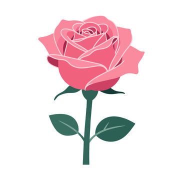 Pink rose with green leaves vector illustration